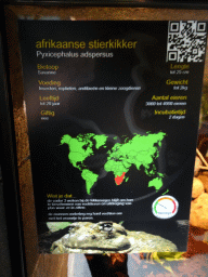 Explanation on the African Bullfrog at the lower floor of the Reptielenhuis De Aarde zoo