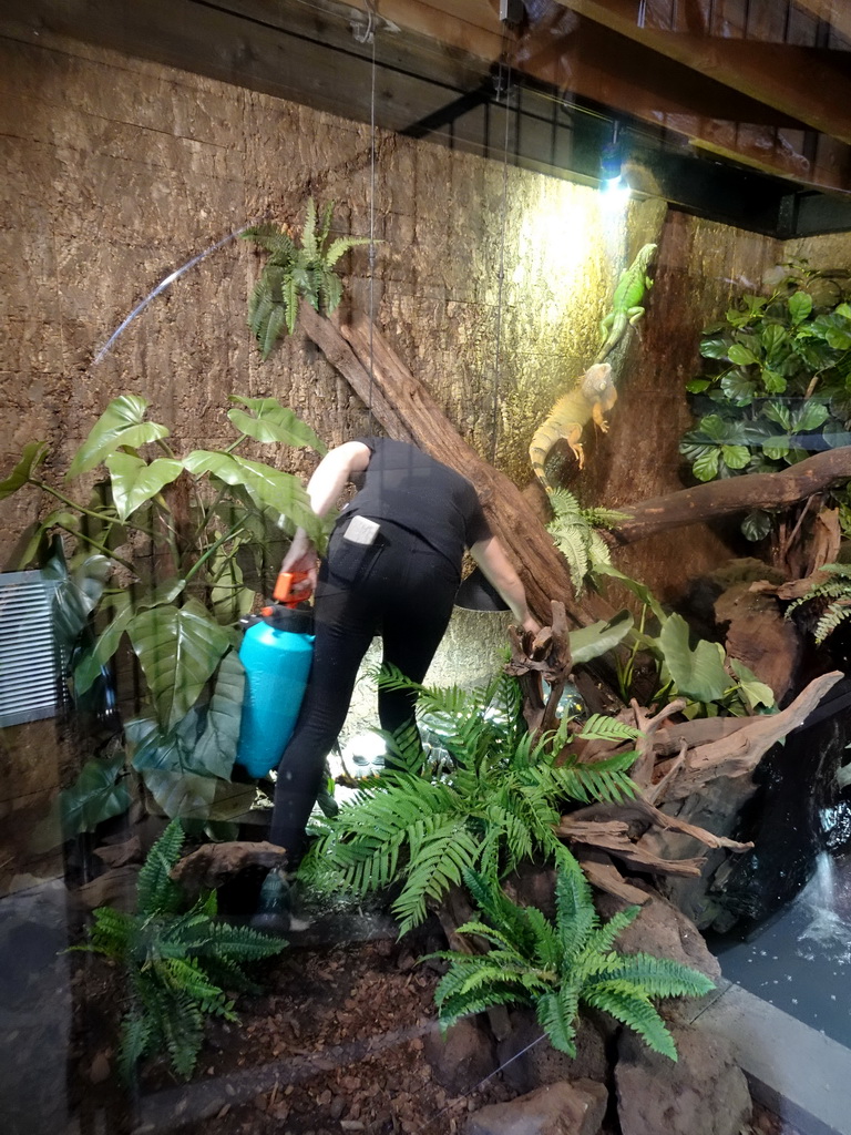 Zookeeper cleaning a cage at the lower floor of the Reptielenhuis De Aarde zoo
