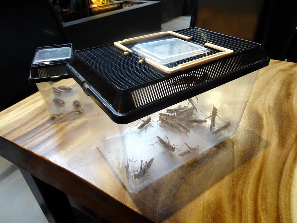 Boxes with Cockroaches and Grasshoppers at the lower floor of the Reptielenhuis De Aarde zoo