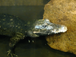 Dwarf Crocodile at the lower floor of the Reptielenhuis De Aarde zoo