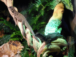 Young Amboina Sail-finned Lizards at the lower floor of the Reptielenhuis De Aarde zoo