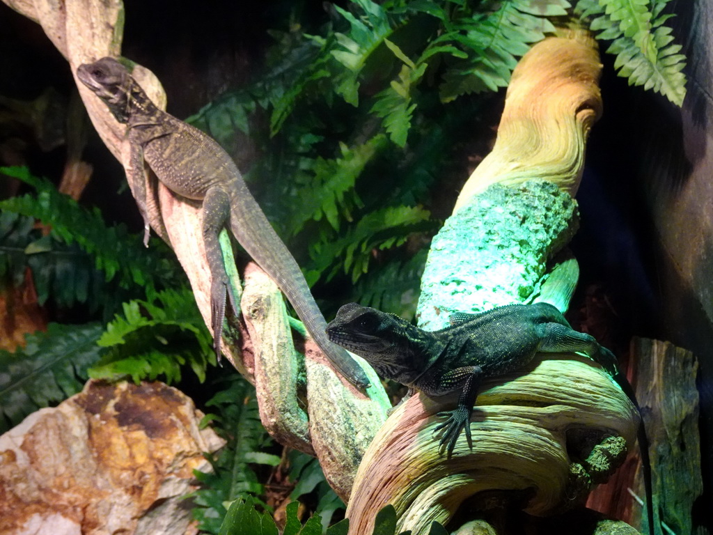 Young Amboina Sail-finned Lizards at the lower floor of the Reptielenhuis De Aarde zoo