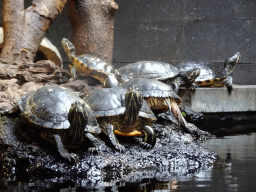 Red-eared Sliders at the lower floor of the Reptielenhuis De Aarde zoo