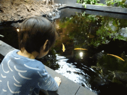 Max feeding the Red-eared Sliders and fish at the lower floor of the Reptielenhuis De Aarde zoo