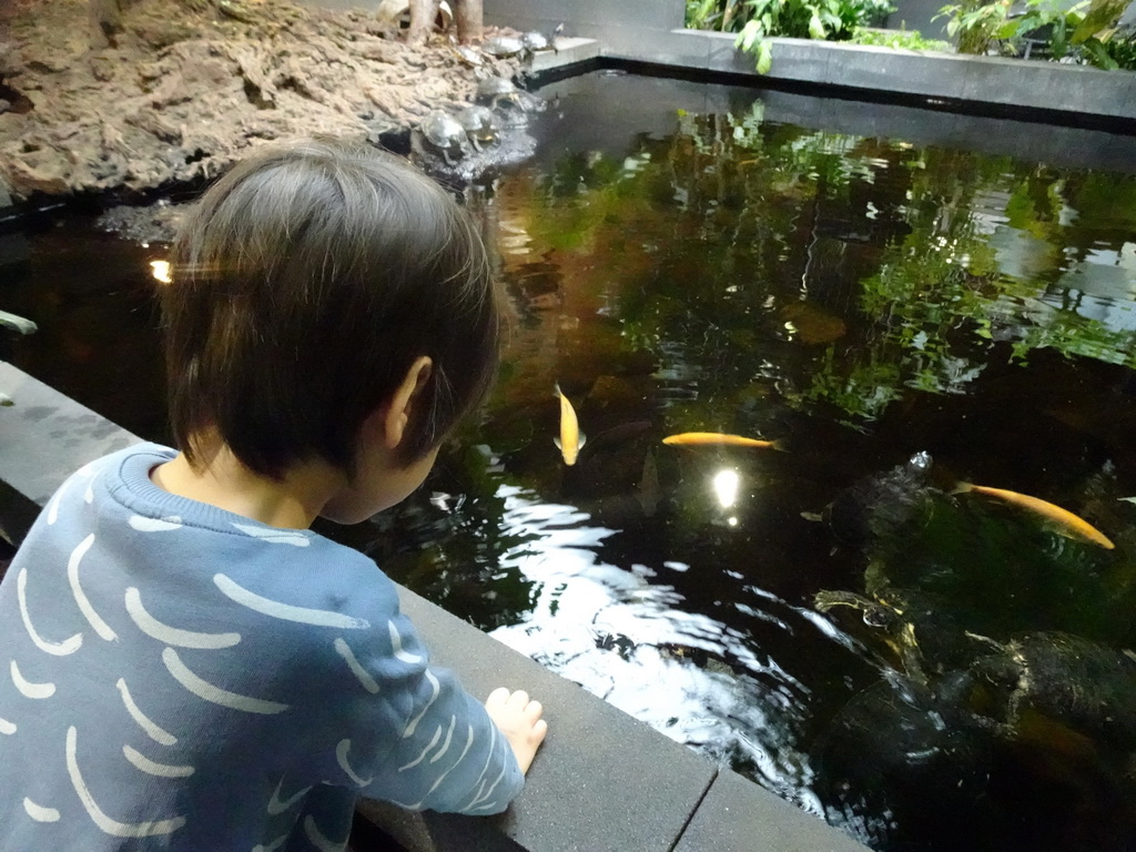 Max feeding the Red-eared Sliders and fish at the lower floor of the Reptielenhuis De Aarde zoo