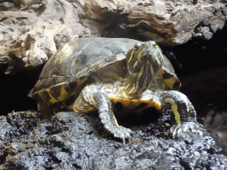 Red-eared Slider at the lower floor of the Reptielenhuis De Aarde zoo