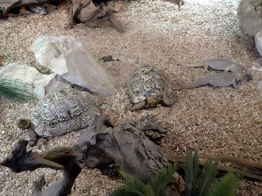 Leopard Tortoises and Bearded Dragons at the lower floor of the Reptielenhuis De Aarde zoo