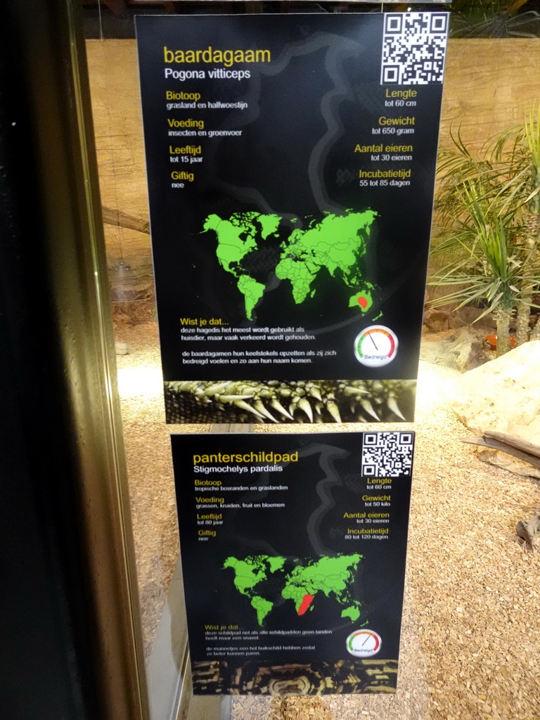 Explanation on the Bearded Dragon and Leopard Tortoise at the lower floor of the Reptielenhuis De Aarde zoo