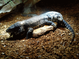 Argentine Black and White Tegu at the upper floor of the Reptielenhuis De Aarde zoo