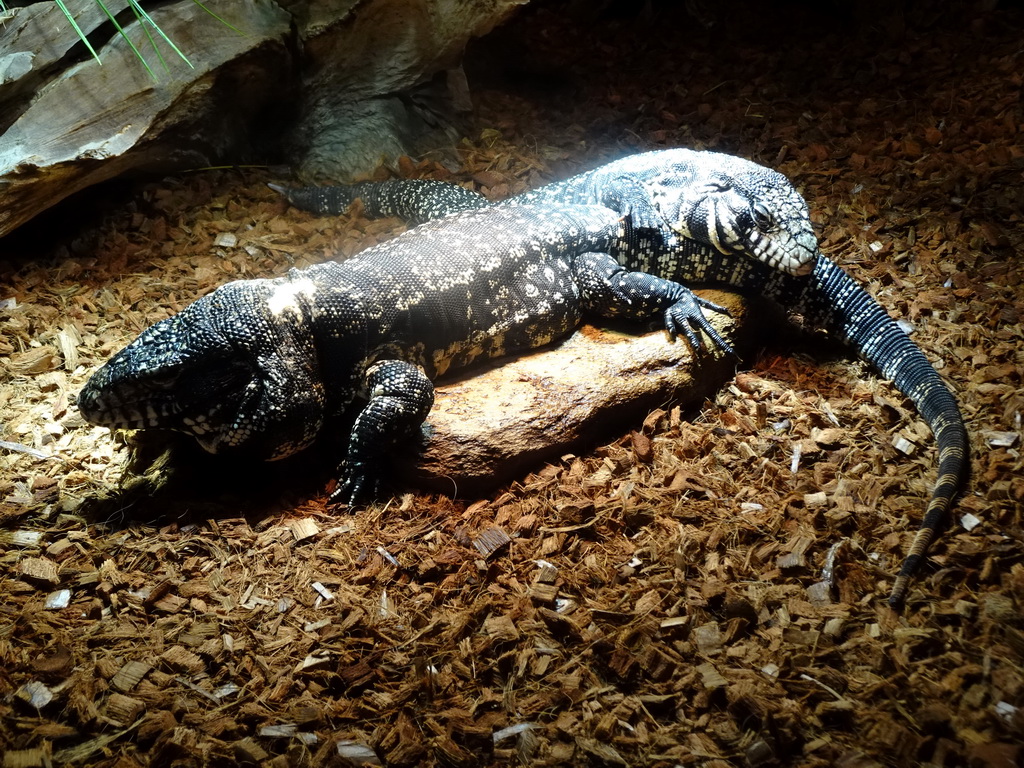 Argentine Black and White Tegu at the upper floor of the Reptielenhuis De Aarde zoo