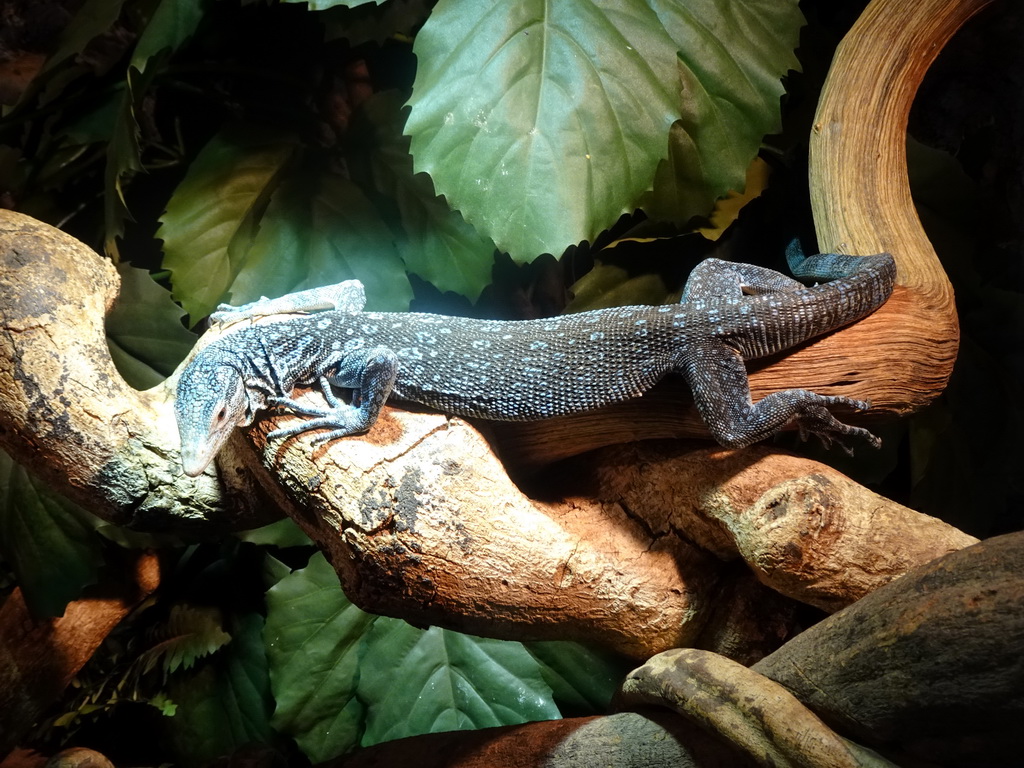 Blue-spotted Tree Monitor at the upper floor of the Reptielenhuis De Aarde zoo