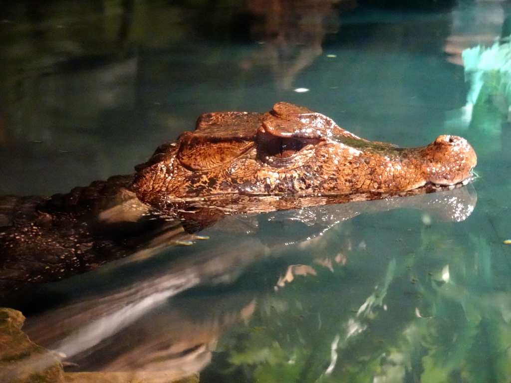 Cuvier`s Dwarf Caiman at the upper floor of the Reptielenhuis De Aarde zoo