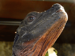 Amboina Sail-finned Lizard at the upper floor of the Reptielenhuis De Aarde zoo