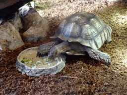 African Spurred Tortoise at the lower floor of the Reptielenhuis De Aarde zoo