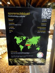 Explanation on the African Spurred Tortoise at the lower floor of the Reptielenhuis De Aarde zoo