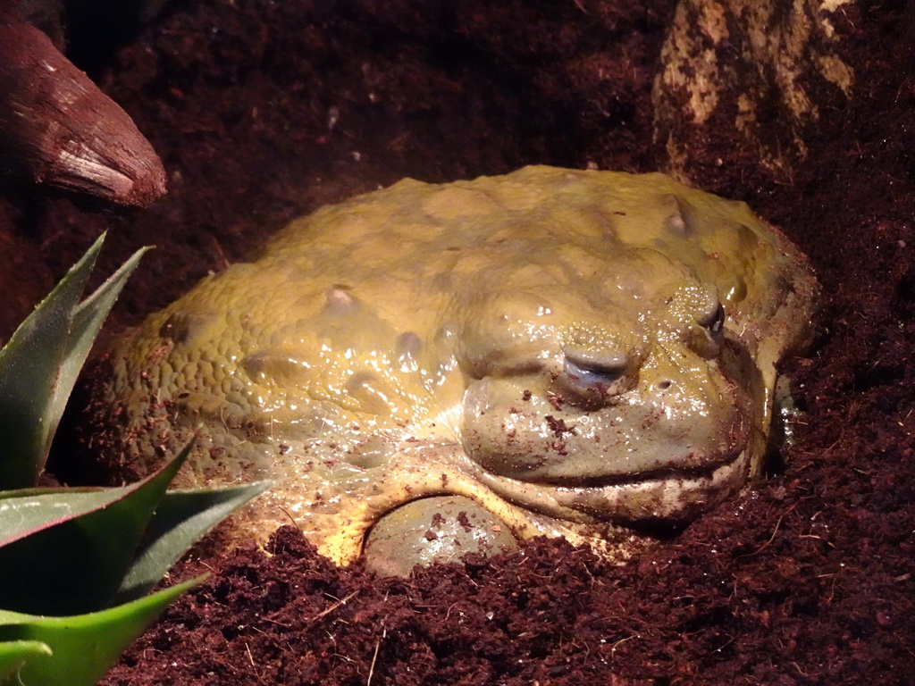 African Bullfrog at the lower floor of the Reptielenhuis De Aarde zoo