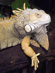 Green Iguana at the lower floor of the Reptielenhuis De Aarde zoo