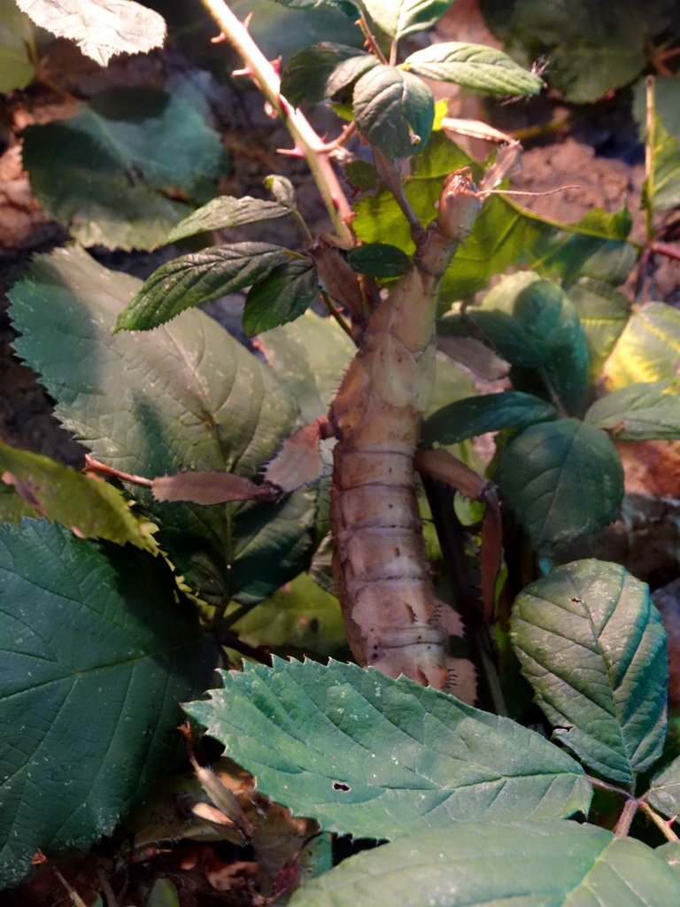 Australian Walking Stick at the lower floor of the Reptielenhuis De Aarde zoo