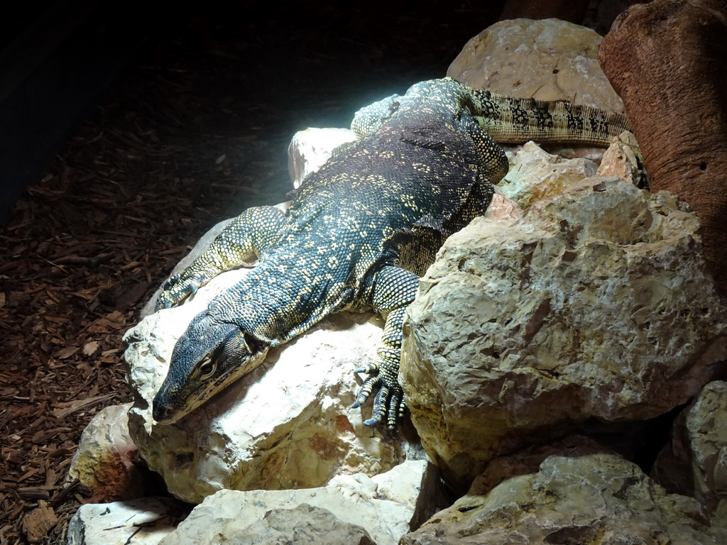 Asian Water Monitor at the lower floor of the Reptielenhuis De Aarde zoo