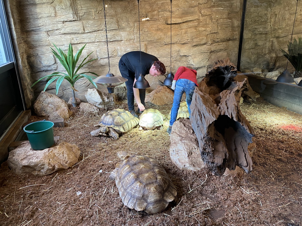 Zookeepers cleaning the shells of the African Spurred Tortoises at the lower floor of the Reptielenhuis De Aarde zoo