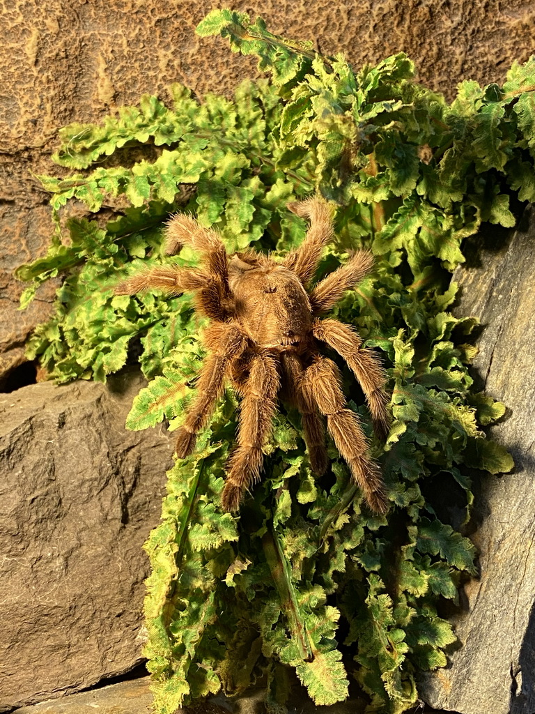 Skin of a Tarantula at the lower floor of the Reptielenhuis De Aarde zoo