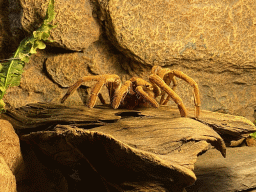 Skin of a Tarantula at the lower floor of the Reptielenhuis De Aarde zoo