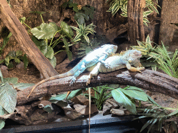 Green Iguanas at the lower floor of the Reptielenhuis De Aarde zoo