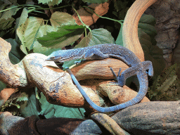 Blue-spotted Tree Monitor at the upper floor of the Reptielenhuis De Aarde zoo