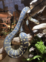 Carpet Python at the upper floor of the Reptielenhuis De Aarde zoo