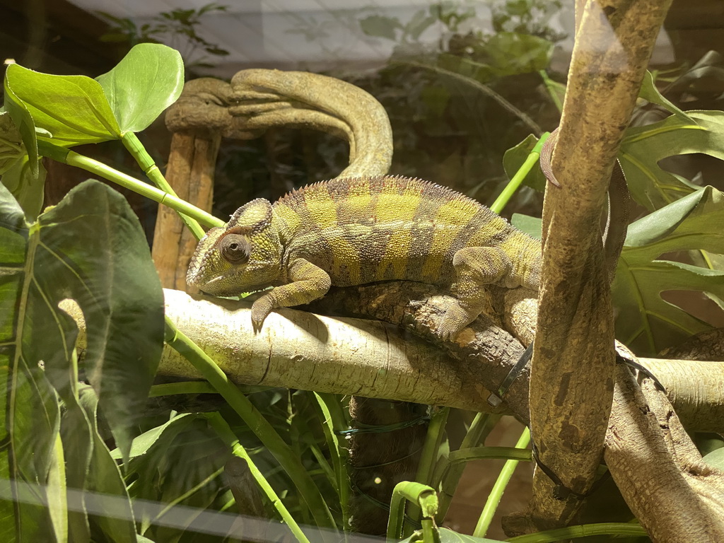 Panther Chameleon at the upper floor of the Reptielenhuis De Aarde zoo