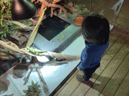 Max with a Fiji Banded Iguana at the upper floor of the Reptielenhuis De Aarde zoo