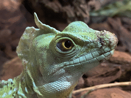 Plumed Basilisk at the lower floor of the Reptielenhuis De Aarde zoo