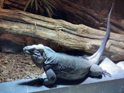 Rhinoceros Iguana at the upper floor of the Reptielenhuis De Aarde zoo