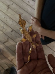 Tim`s hand with an Australian Walking Stick at the lower floor of the Reptielenhuis De Aarde zoo