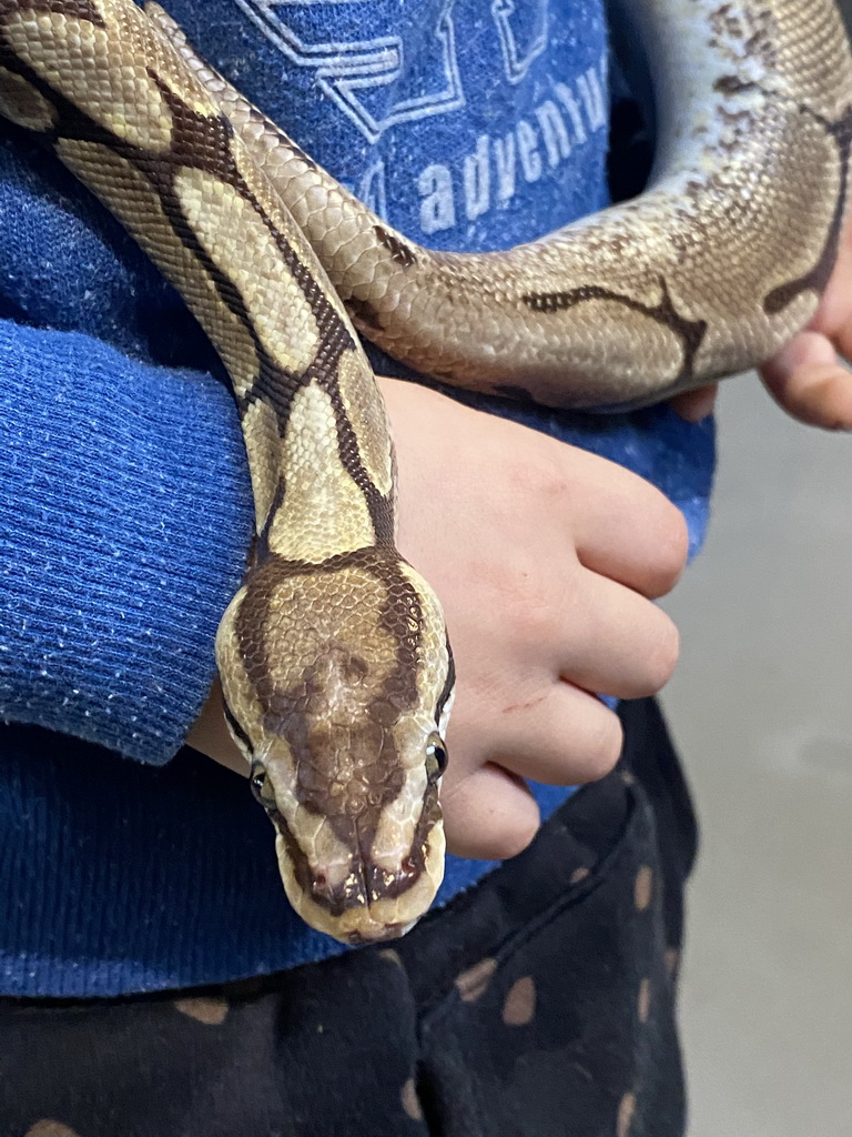 Max with a Ball Python at the lower floor of the Reptielenhuis De Aarde zoo