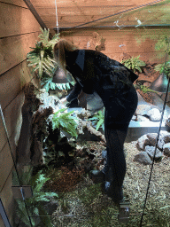 Zookeeper with a Blue-spotted Tree Monitor at the upper floor of the Reptielenhuis De Aarde zoo