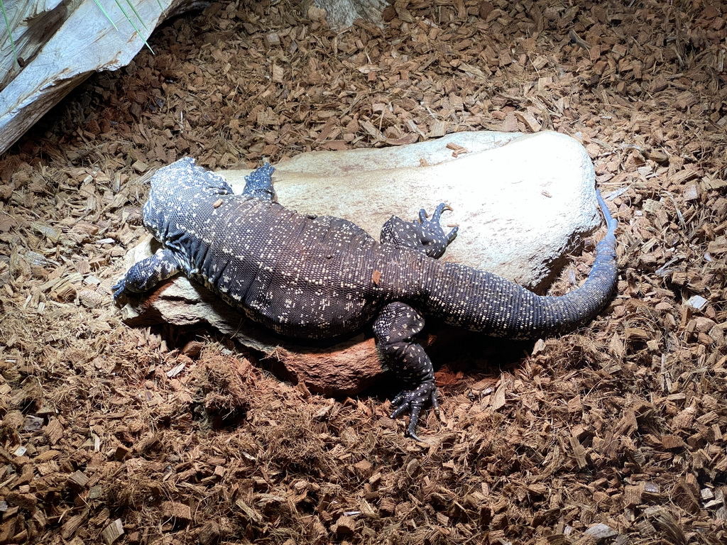 Argentine Black and White Tegu at the upper floor of the Reptielenhuis De Aarde zoo