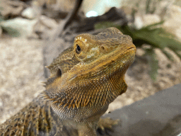 Bearded Dragon at the lower floor of the Reptielenhuis De Aarde zoo