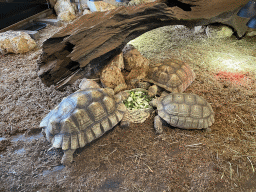 African Spurred Tortoises at the lower floor of the Reptielenhuis De Aarde zoo