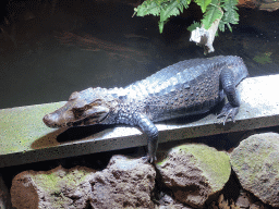 Cuvier`s Dwarf Caiman at the upper floor of the Reptielenhuis De Aarde zoo