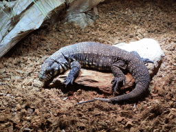 Argentine Black and White Tegu at the upper floor of the Reptielenhuis De Aarde zoo