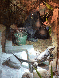 Zookeeper with a Rhinoceros Iguana at the upper floor of the Reptielenhuis De Aarde zoo