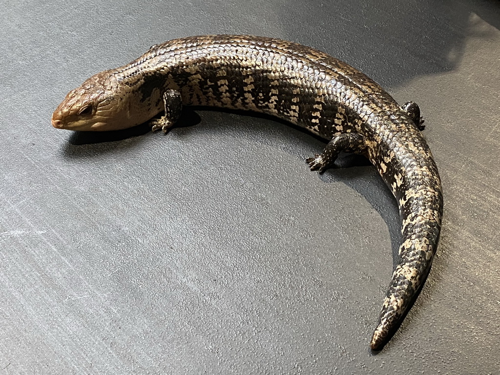 Blue-tongued Skink at the lower floor of the Reptielenhuis De Aarde zoo