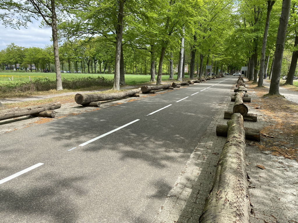 The Bouvignedreef street at the Mastbos forest