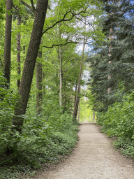 Path at the Mastbos forest, viewed from the Huisdreef street