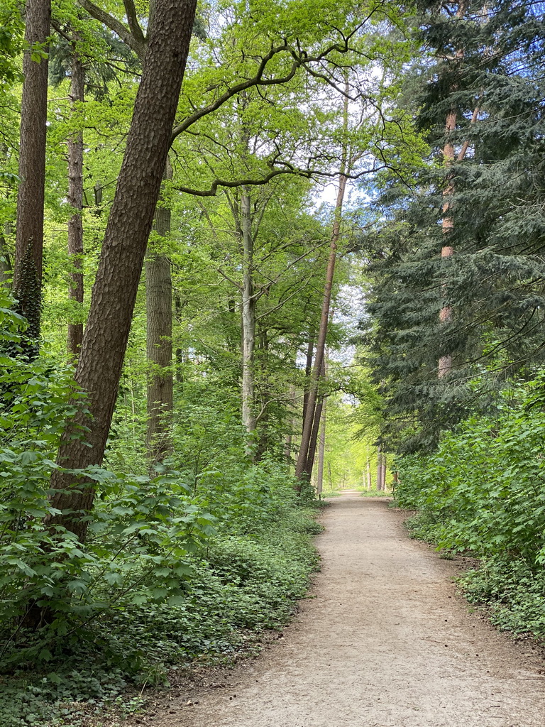 Path at the Mastbos forest, viewed from the Huisdreef street