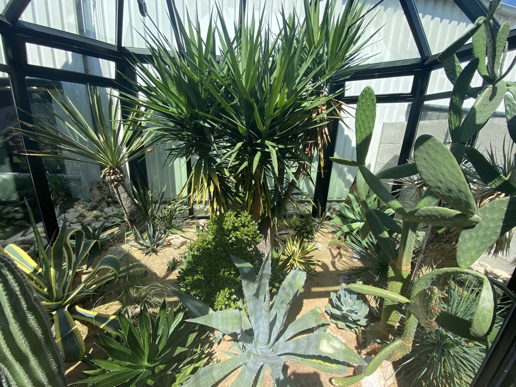 Interior of a small greenhouse in the garden of the Reptielenhuis De Aarde zoo