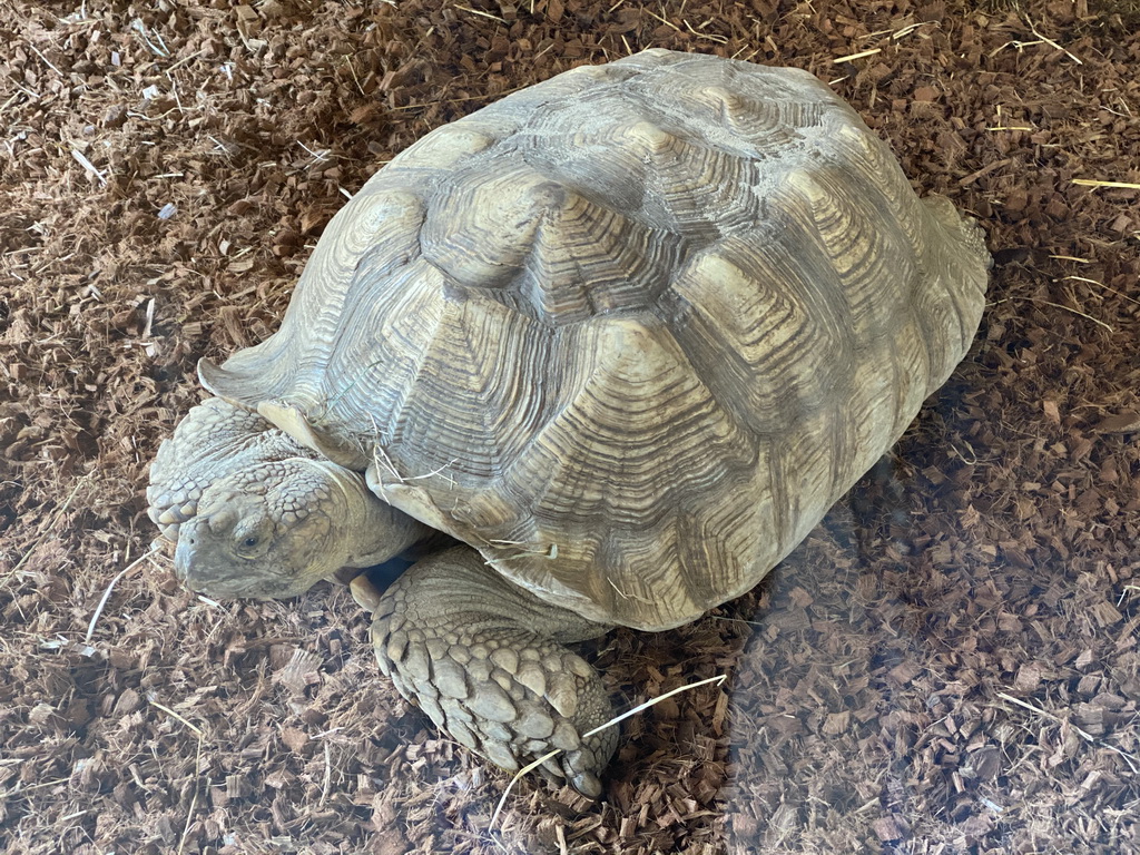 African Spurred Tortoise at the lower floor of the Reptielenhuis De Aarde zoo