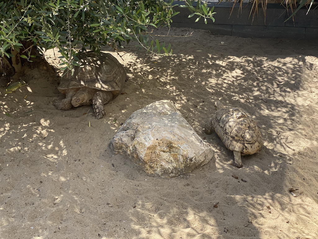 African Spurred Tortoises at the garden of the Reptielenhuis De Aarde zoo