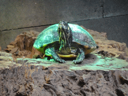 Red-eared Slider at the lower floor of the Reptielenhuis De Aarde zoo